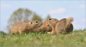 <p>SYSEL OBECNÝ (Spermophilus citellus) /European ground squirrel - Europäischer Ziesel/</p>